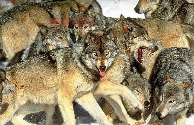 狼群在线观看免费完整版，多线路切换任你选！