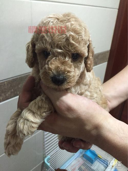 19楼杭州宠物论坛首页怎么找？快速访问指南！