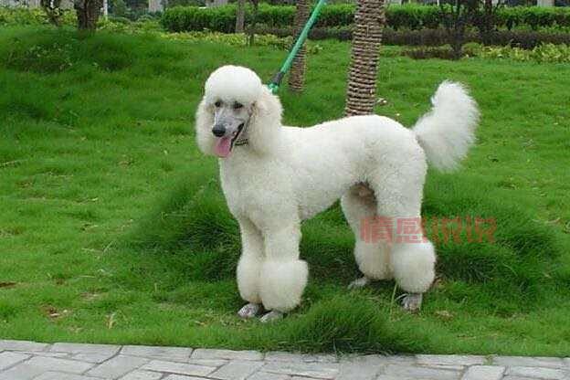 19楼杭州宠物论坛首页怎么找？快速访问指南！