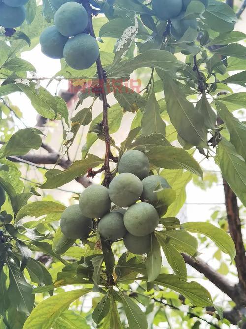 52岁大妈失踪怎么回事？家人紧急寻找中！