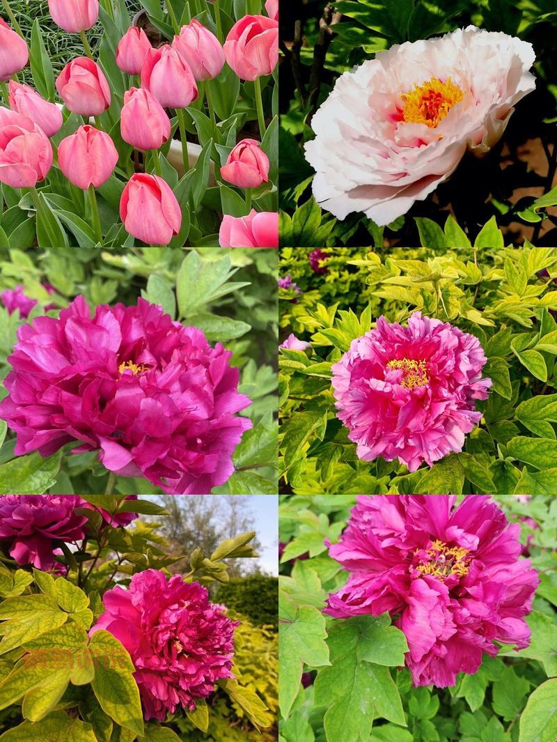 过年想去郑州人民公园？先看开放时间安排！