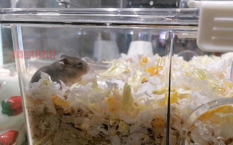 阿克苏哪里有卖仓鼠的？这几个地方宠物店比较全！