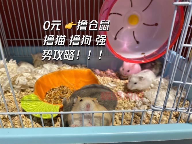 阿克苏哪里有卖仓鼠的？这几个地方宠物店比较全！