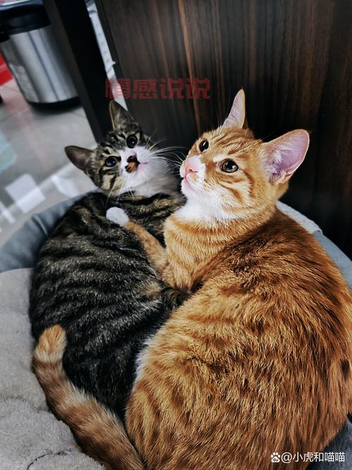 有情人指的是什么？看完这篇你就懂了，快来了解下！