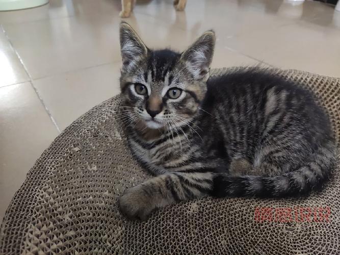 真的有二婚交友网吸猫网？专为爱猫人士打造的再婚平台！