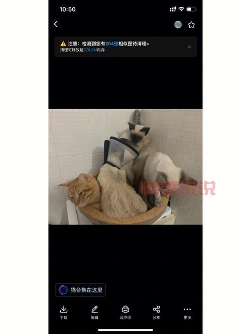 真的有二婚交友网吸猫网？专为爱猫人士打造的再婚平台！