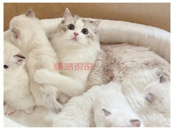 真的有二婚交友网吸猫网？专为爱猫人士打造的再婚平台！