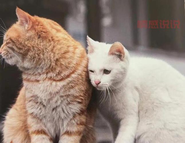 真的有二婚交友网吸猫网？专为爱猫人士打造的再婚平台！