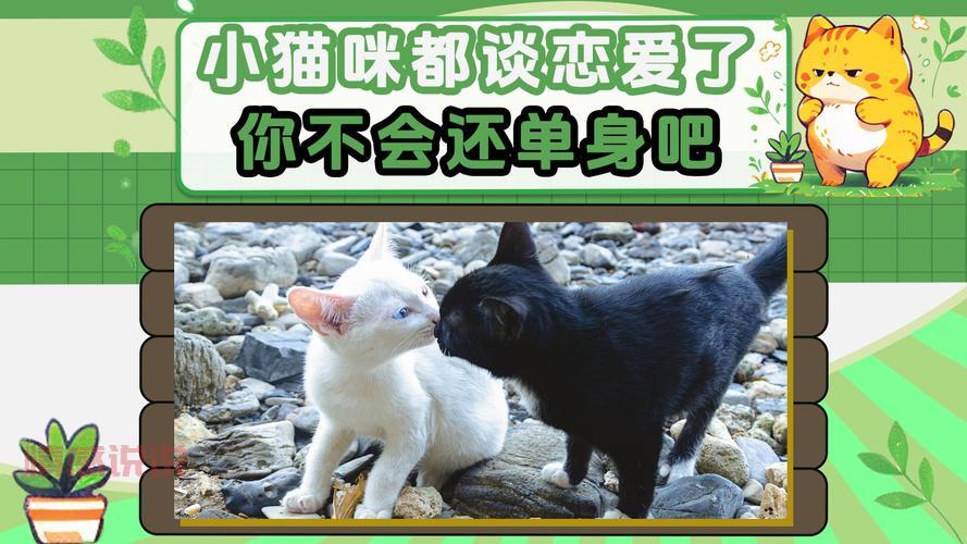 真的有二婚交友网吸猫网？专为爱猫人士打造的再婚平台！