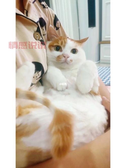 真的有二婚交友网吸猫网？专为爱猫人士打造的再婚平台！