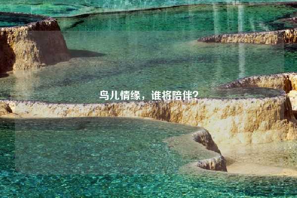 鸟儿情缘，谁将陪伴？