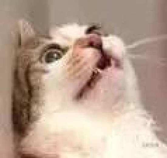 土味情话2022套路撩女朋友(土味情话古意)