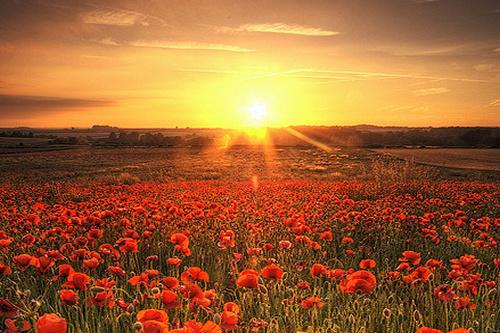 爱情伤感的简短句子(有什么唯美的句子可以形容我想你了)