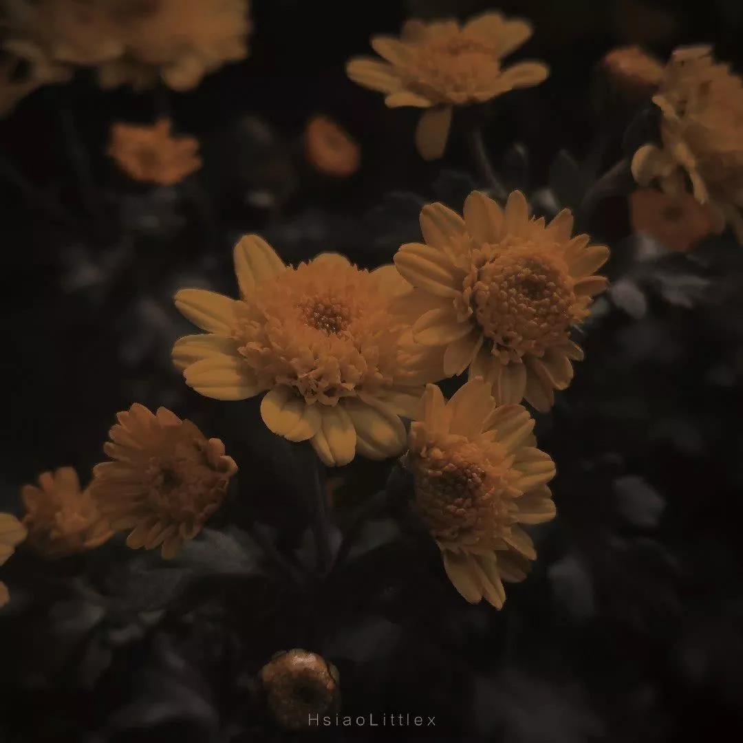 个性签名的经典句子温柔(有什么女追男的小说推荐吗)