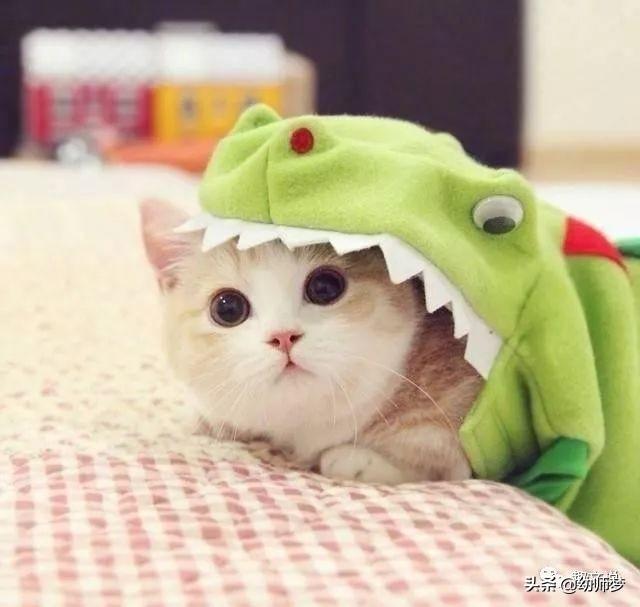 女人幽默搞笑短句(在头条看到最搞笑的回复是什么)