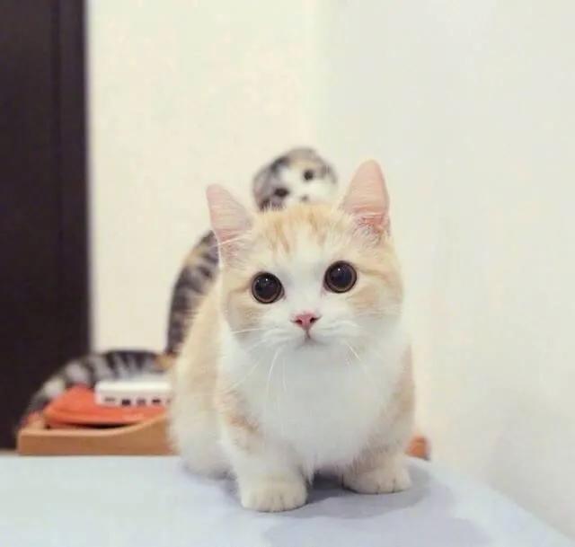 搞笑语录经典短句子2020(段子笑话经典版2020年网络语)